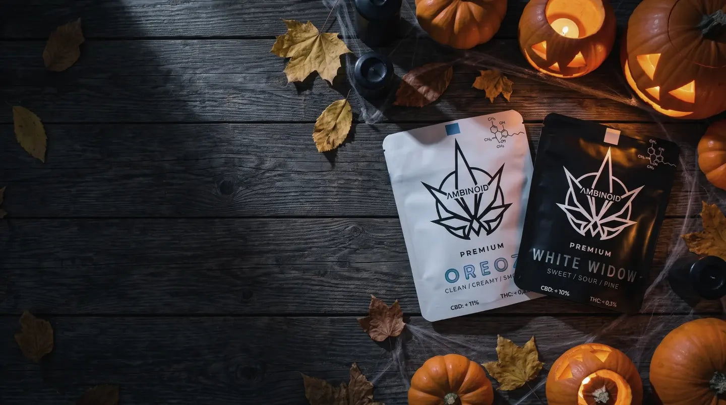Ambinoid CBD-Blüten Oreoz und White Widow im Beutel, auf einem dunklen Holztisch zwischen geschnitzten Halloween-Kürbissen