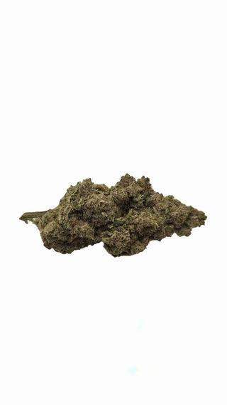 Gorilla Glue CBD-Blüte, eine einzelne Blüte auf weißem Hintergrund