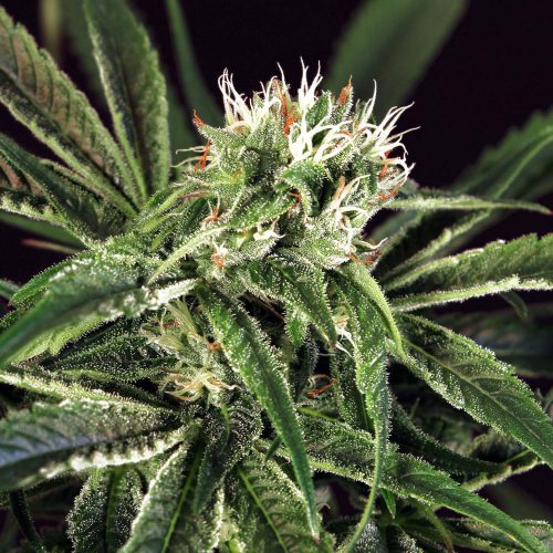 Amnesia Nr. 7